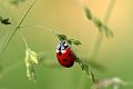 ladybug-1480106_640_opt