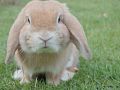 bunny-1149060_640_opt.jpg