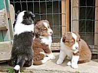 dogs-1634351_640_opt