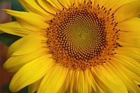 sunflower-1159732_1280_opt (1)